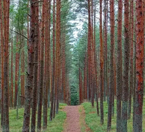 tour_to_curonian_spit_hiking_trail alt= excursion_to_curonian_spit